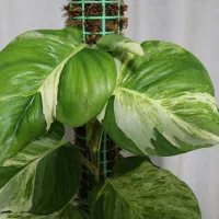 منجولا برگپهن