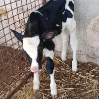 گوساله شیری نر درشت