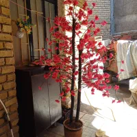 گل بسیار   زیبا ۳۰۰هزار