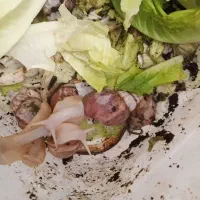 ۴۰ حلزون بالغ نزاد اچاتیتا