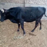 گوساله فروشی