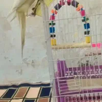 گمشده گامیش اباد