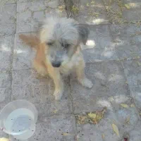 سگ پا کوتا نر و ماده|سگ|کرمان, |دیوار