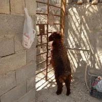 کهره نروماده بره نر|حیوانات مزرعه|اهرم, |دیوار