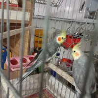 فروش عروس هلندی|پرنده|یزد, |دیوار