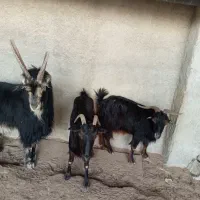 دوتا بز ،با یک پازن|حیوانات مزرعه|برازجان, |دیوار