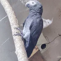 پرنده کاسکو نر وماده|پرنده|دشتیاری, |دیوار