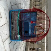 قفس مرغ عشق همراه باخانه ووسیله بازی