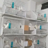 عروس هلندی|پرنده|مشهد, شهرک امام هادی (شهرک غرب)|دیوار