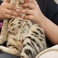 واگذاری گربه