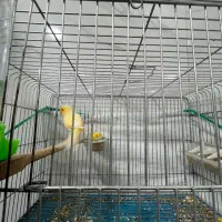 قناری|پرنده|ایذه, |دیوار