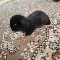 خرگوش لوپ کوچک