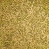 علوفه|حیوانات مزرعه|سنقر, |دیوار