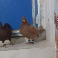 کبوتر|پرنده|بروجرد, |دیوار