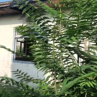 فروش زمین با خانه ای کلنگی در تالش