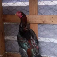 مرغ وخروس لاری