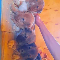 توله‌سگ‌های ژرمن سرابی سالم و باهوش|سگ|یزد, |دیوار