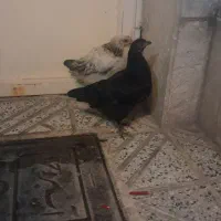 جوجه|حیوانات مزرعه|بروجرد, |دیوار