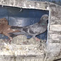 کبوتر|پرنده|قشم, |دیوار