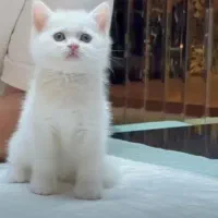 دوتا عروسک خوشگل