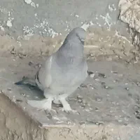 کاغذی