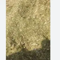 کاه لوبیا