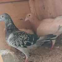 کفتر سرور پلاکی