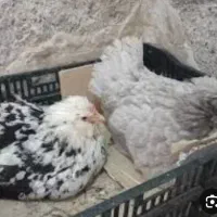 مرغ گلین طوسی رنگ تازه کورک کرچ