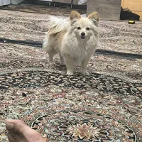 سج پامرشیتزو