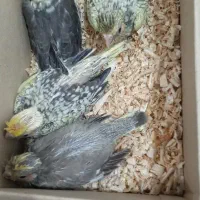 جوجه عروس هلندی|پرنده|میناب, |دیوار