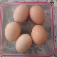 تخم مرغ محلی