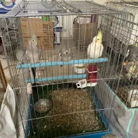 عروس طوطی و فنج بهمراه قفس|پرنده|قزوین, |دیوار