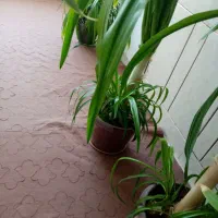 دو عدد گل ذرتی بزرگ|گل و گیاه طبیعی|مرودشت, نقش رستم|دیوار