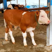 گوساله های درجه یک