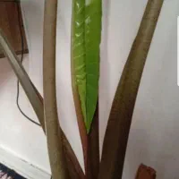 قرص کود مخصوص انواع گل های آپارتمانی