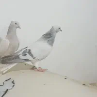 شامی دم سفید