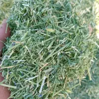 خوراک دام یونجه علف بیده خاش|حیوانات مزرعه|خمک, |دیوار