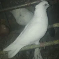 کبوتر فروشی دونه ای ۱۵۰