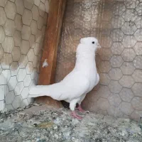 کبوتر  پرشی