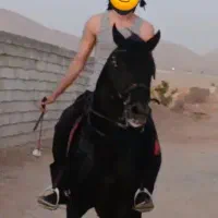 پارتنر اسب سواری