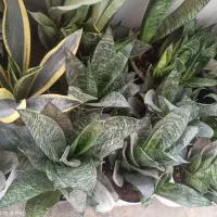 فروش انواع گل‌های سانسوریا|گل و گیاه طبیعی|چابهار, |دیوار