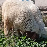 بره|حیوانات مزرعه|اهواز, زوویه ۲|دیوار