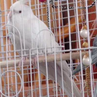 عروس هلندی|پرنده|سبزوار, زینبیه|دیوار