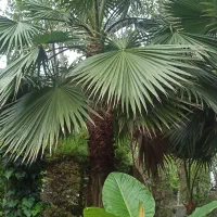 نخل پالم بزرگ