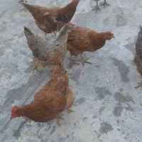 مرغ محلی جوان