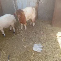 چپش میش کره بره