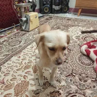 یک سگ پیداکردم|سگ|گرگان, |دیوار