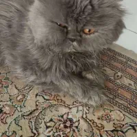 گربه خانگی پرشین