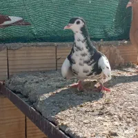 کبوتر|پرنده|جهرم, |دیوار