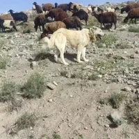 سگ کله|سگ|تبریز, |دیوار